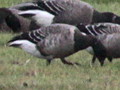 Pale-bellied Brent Goose x Dark-bellied Brent Goose hybrid